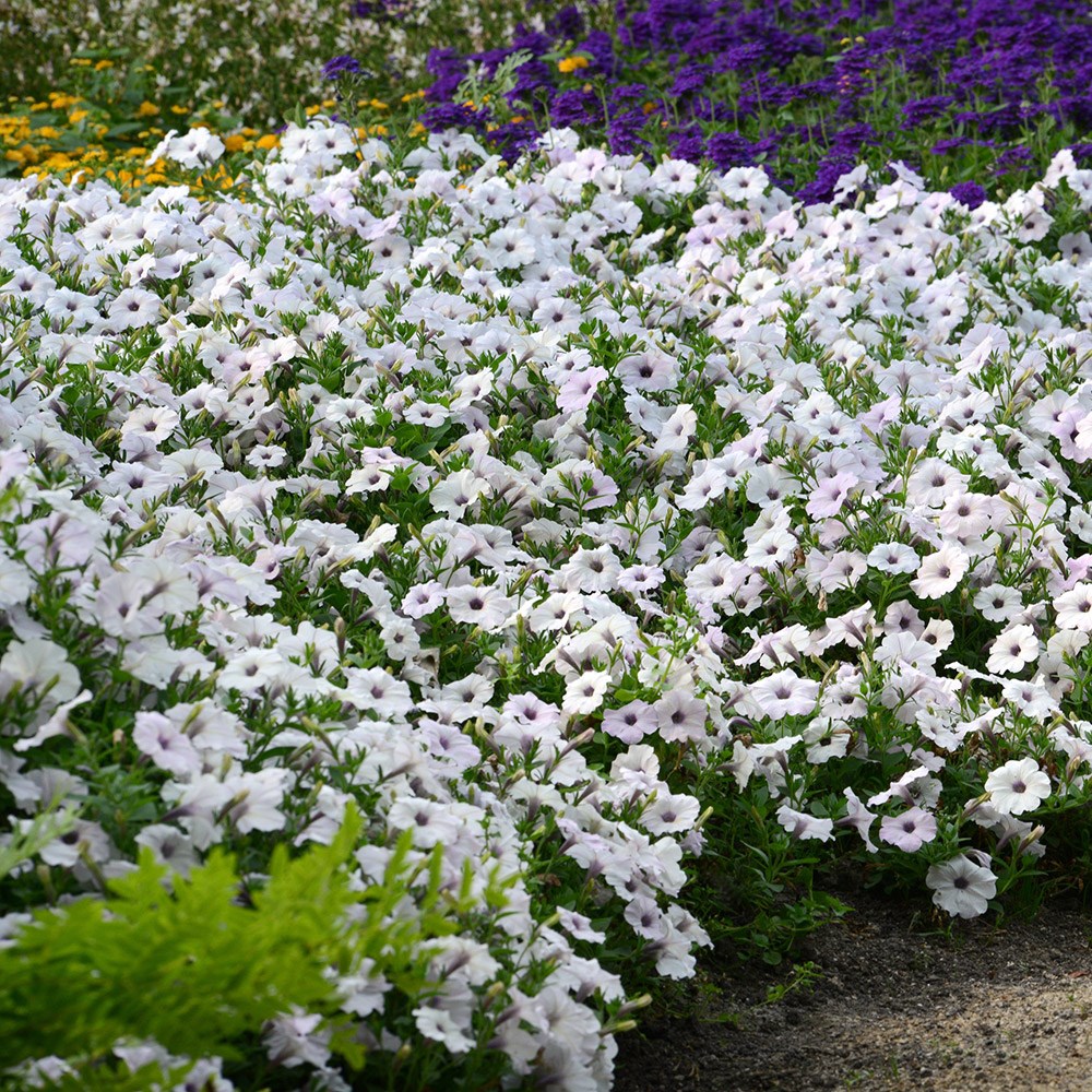 Petunia Easy Wave Silver (Easy Wave Series)