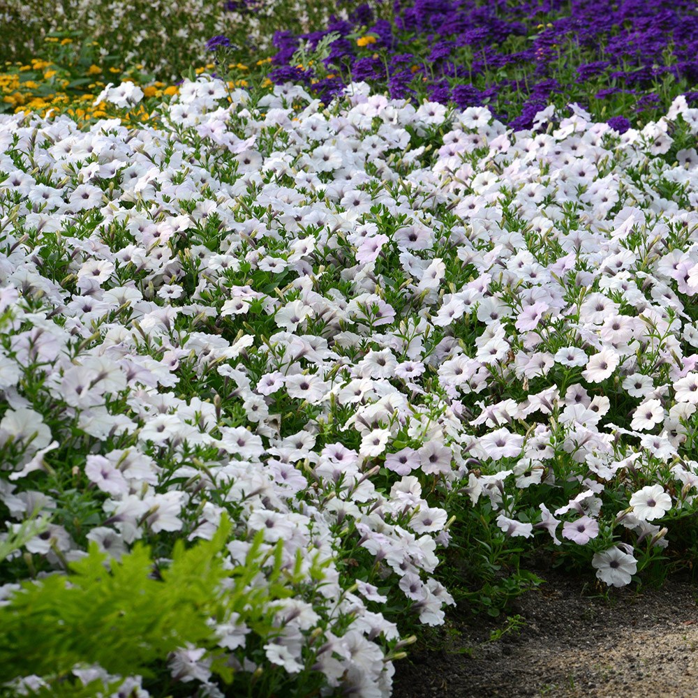 Petunia 'Easy Wave Silver' (Easy Wave Series)