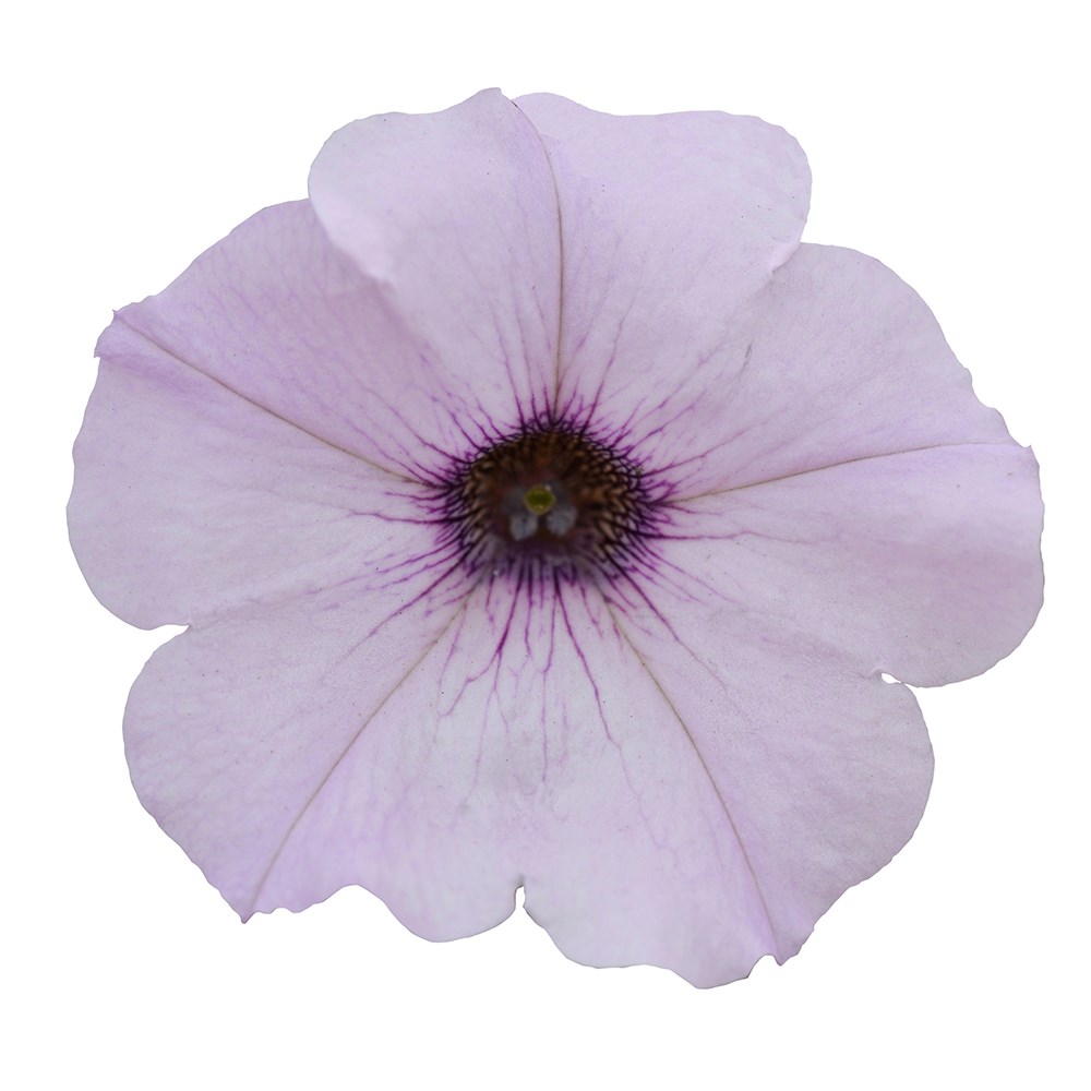 Petunia Easy Wave Silver (Easy Wave Series)