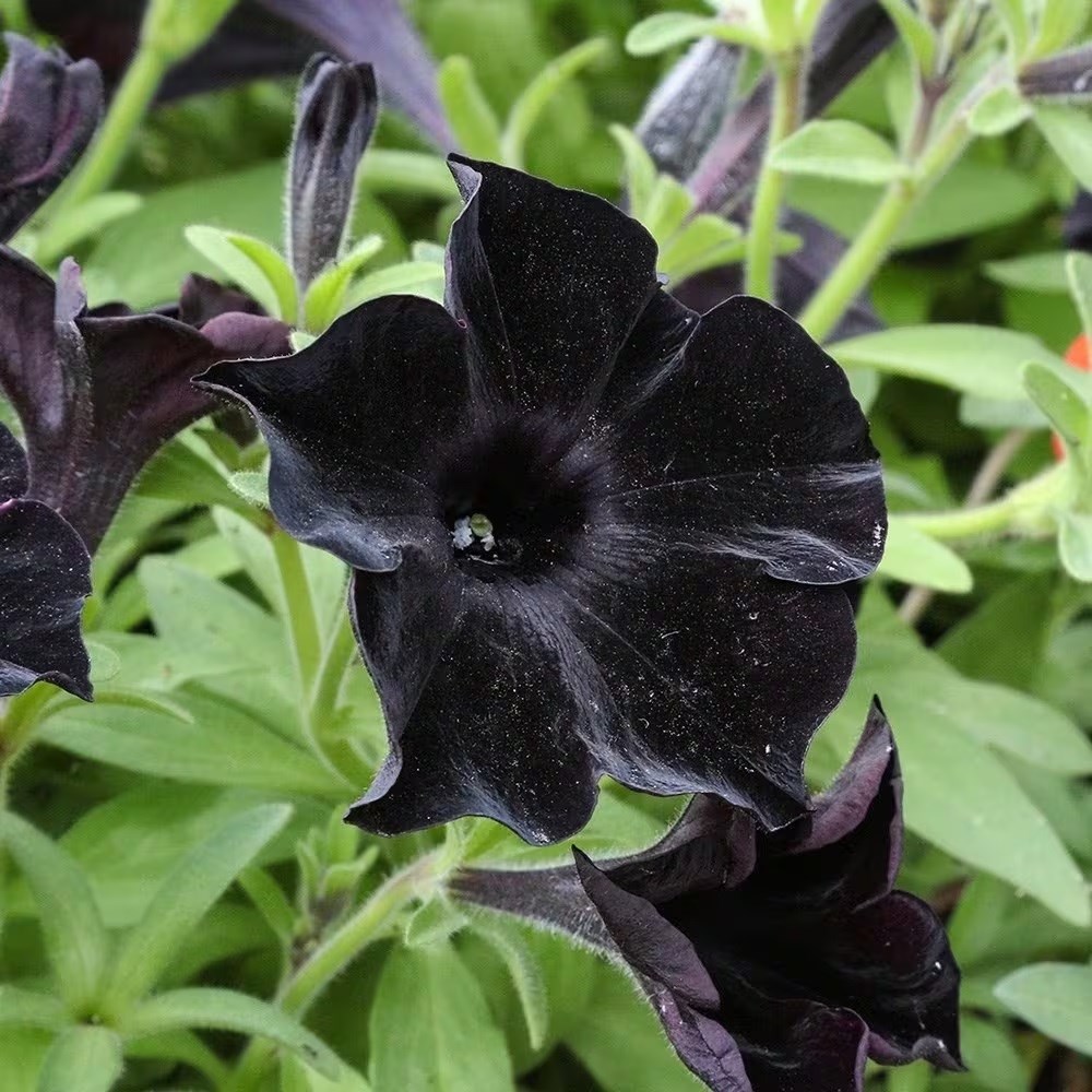 Petunia Black Velvet