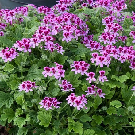 Pelargonium Orange Fizz