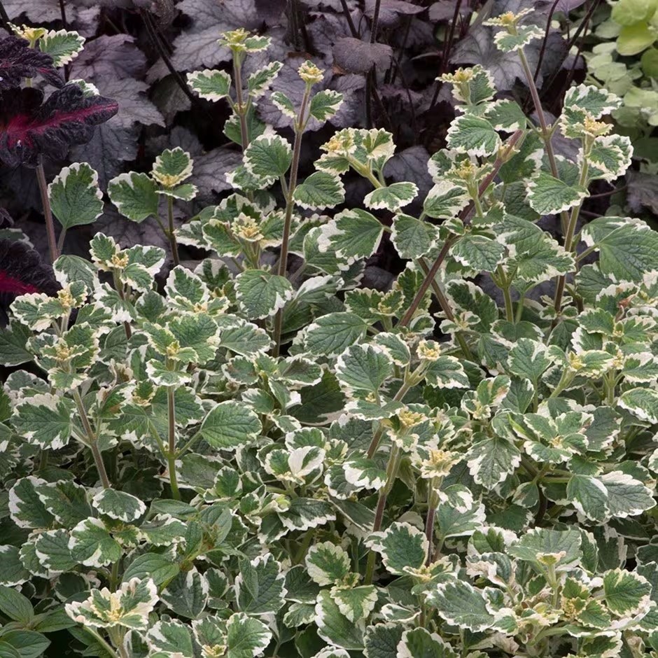 Plectranthus coleoides | Variegated Swedish Ivy