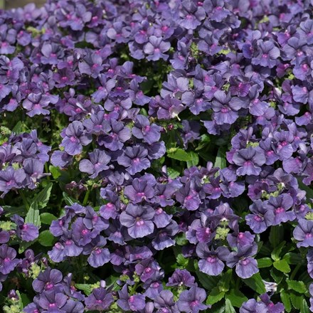 Nemesia Lady Anne (Lady Series)