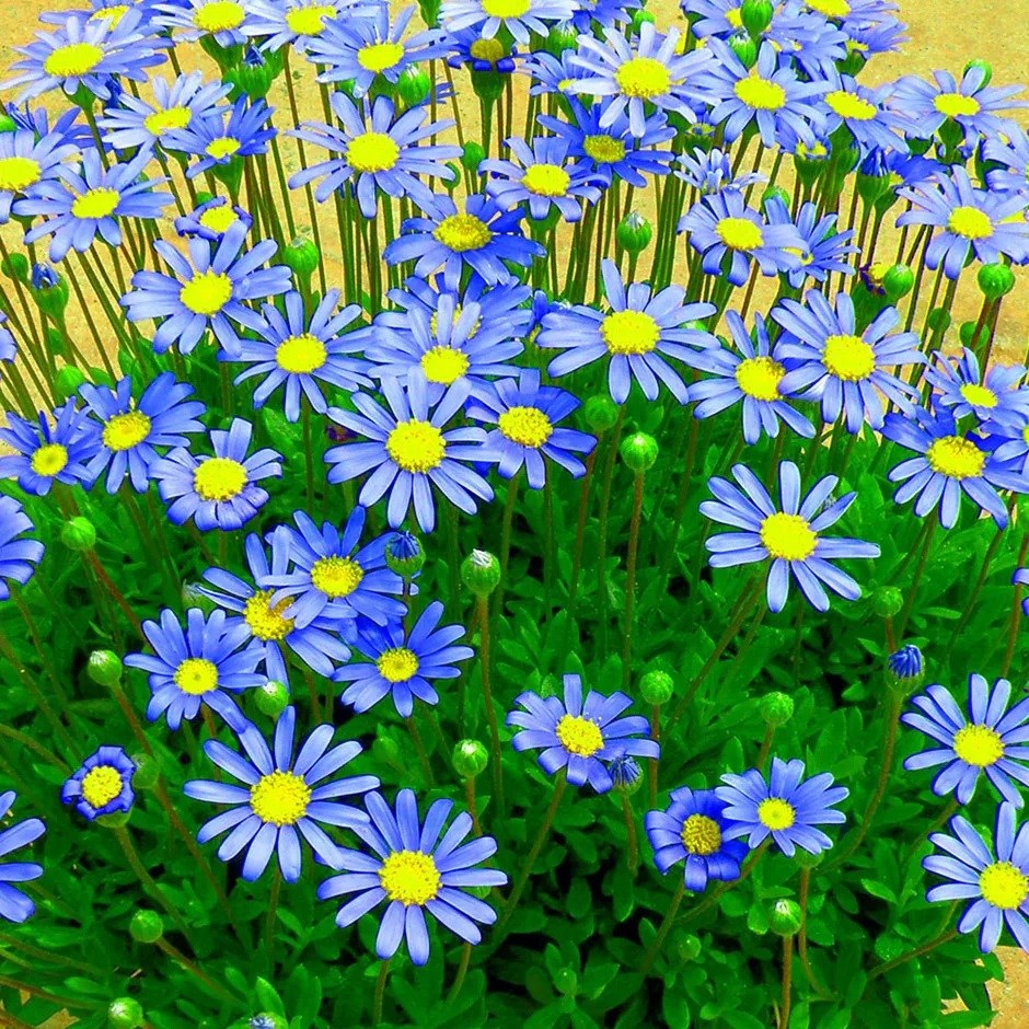Felicia amelloides | Kingfisher Daisy | 9cm Pot