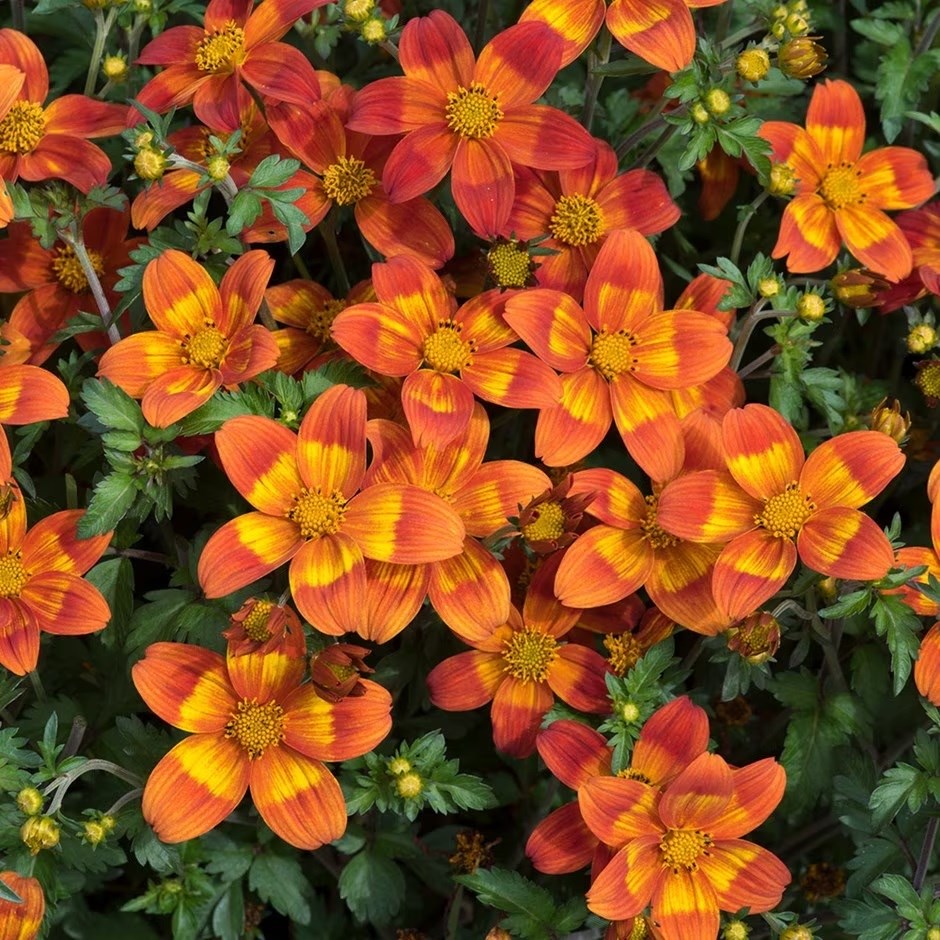 Bidens ferulifolia 'Bee Happy Red' (Bee Happy Series) | Bidens