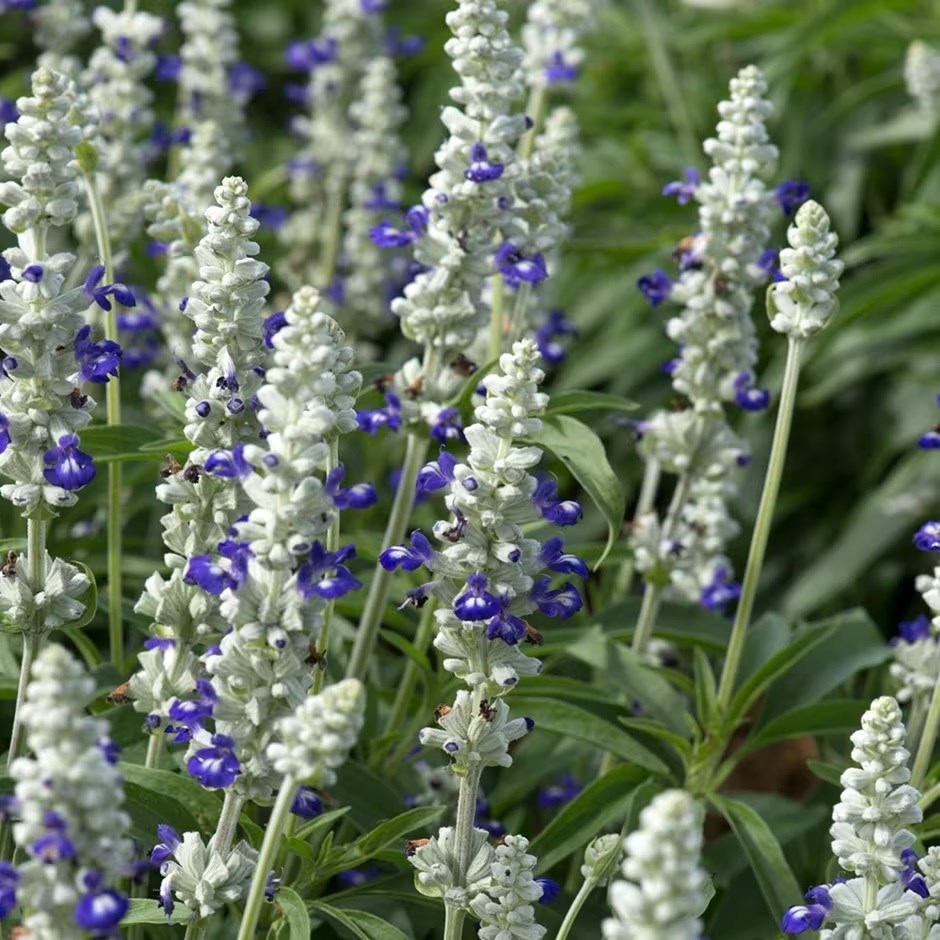 Salvia farinacea Victoria Blue Bicolour | Mealy Cup Sage | 9cm Pot