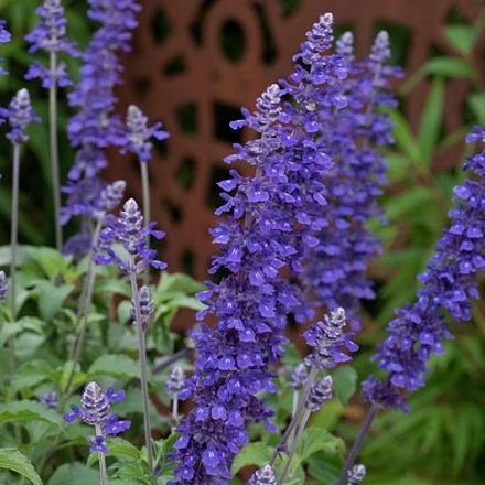 Salvia Mystic Spires Blue ('Balsalmisp')