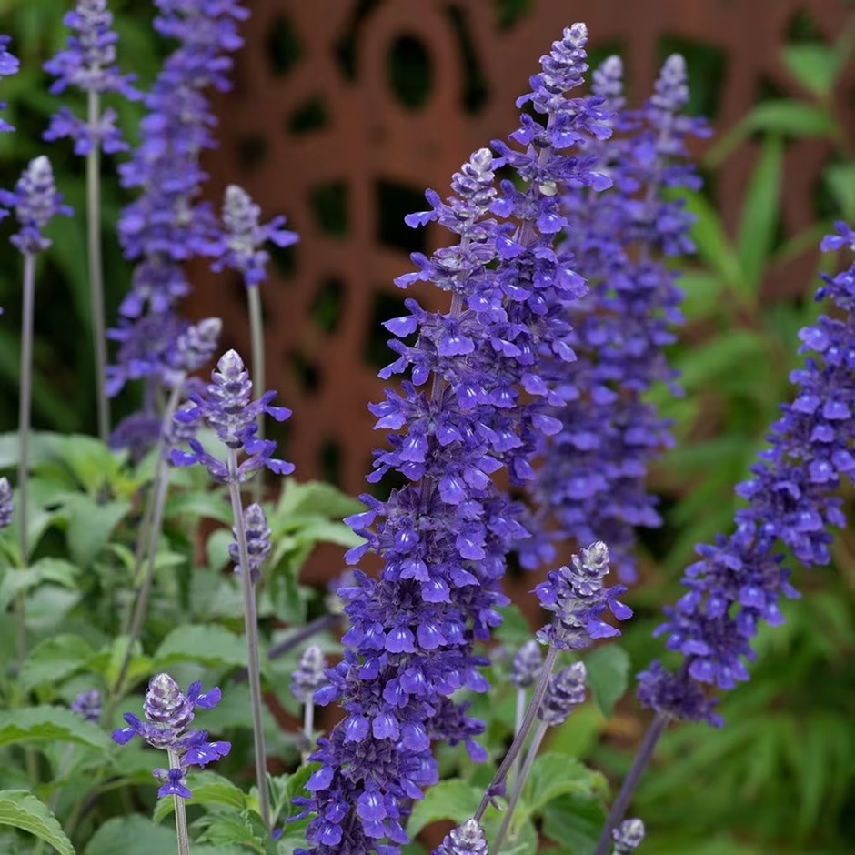 Salvia Mystic Spires Blue (Balsalmisp) | Mealy Cup Sage | 9cm Pot