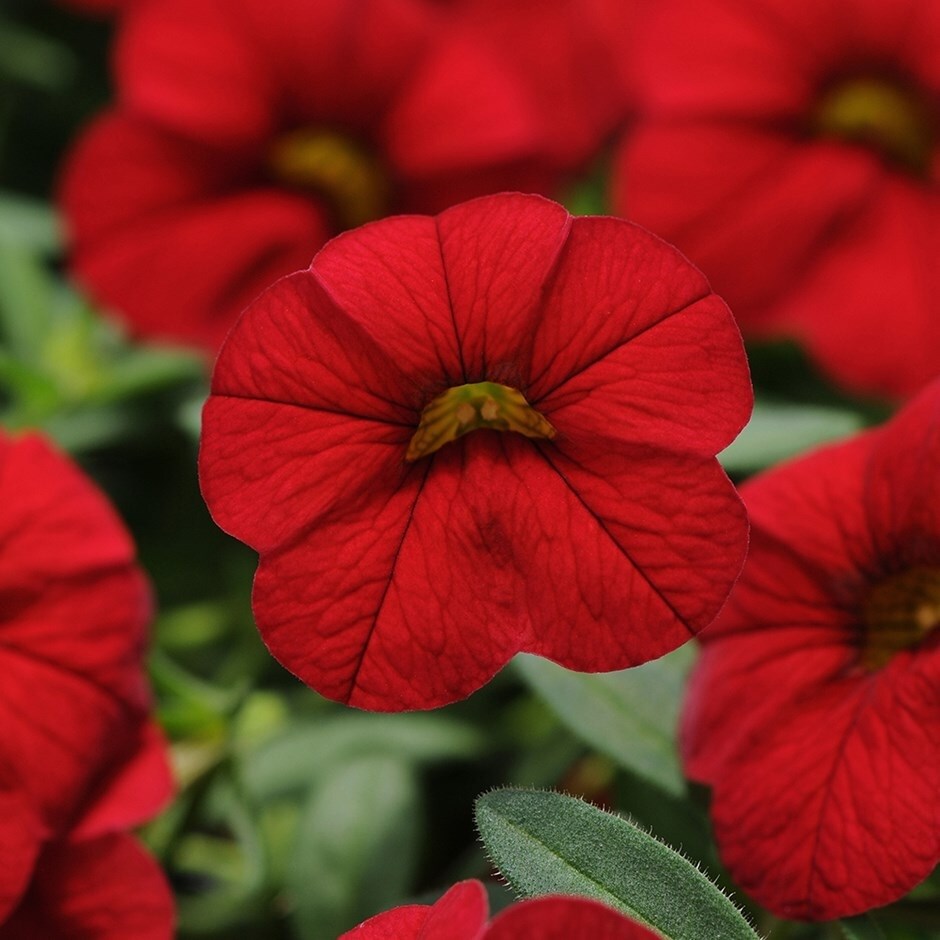 <i>Calibrachoa</i> <b class=small-caps>Cabaret Bright Red</b> ('Balcabrite') (PBR) (Cabaret Series)