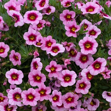 Calibrachoa Cabaret Early Light Pink Eye