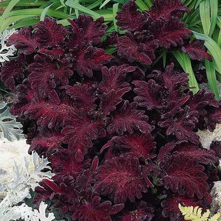 Coleus scutellarioides Black Dragon