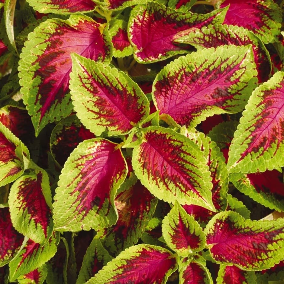 Coleus 'Watermelon'