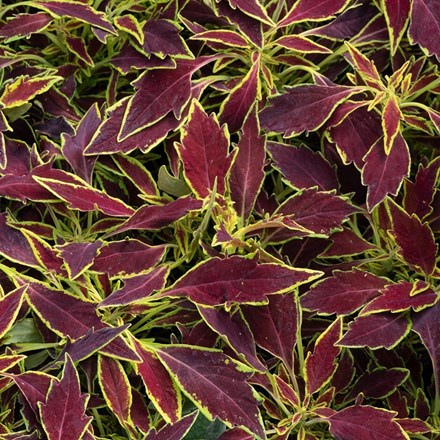 Coleus scutellarioides Flamethrower Serrano (Flamethrower Series)
