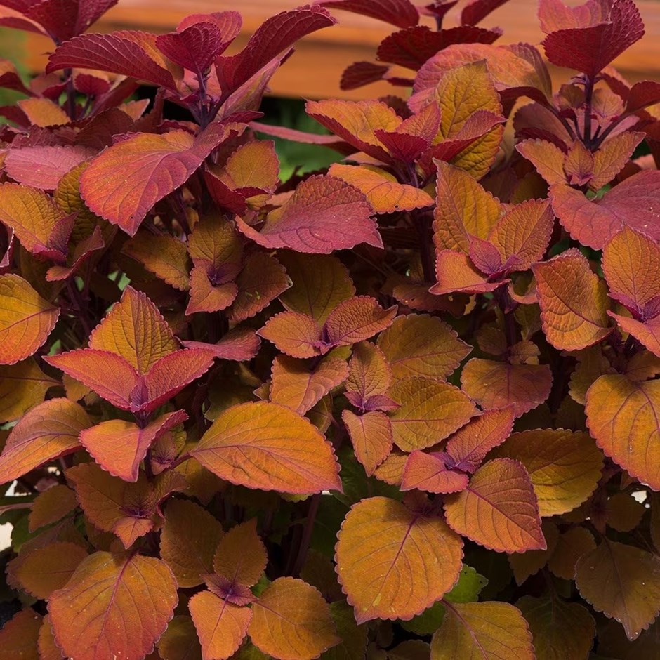 Coleus scutellarioides Campfire | Coleus ( syn. Solenostemon scutellarioides) | 9cm Pot