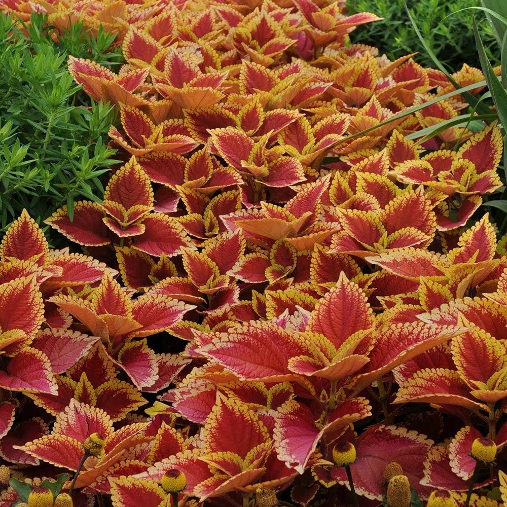 Coleus 'Trusty Rusty'