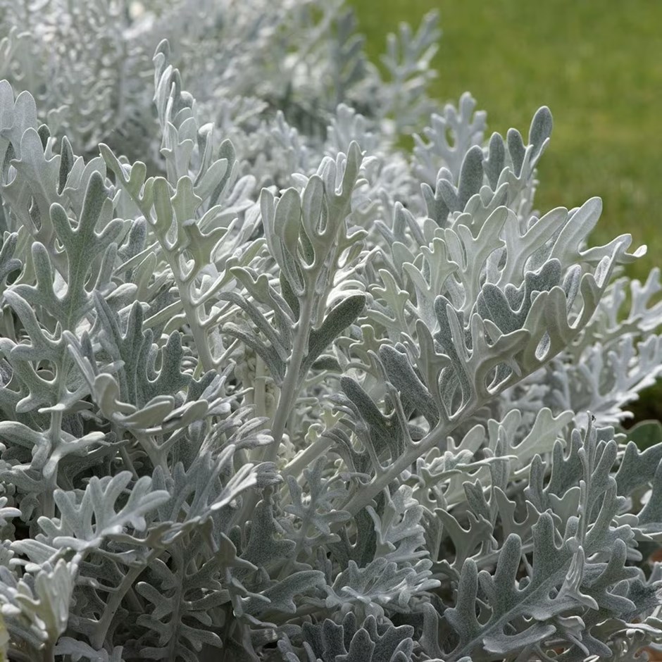 Cineraria Silver Dust | Silver Leaf