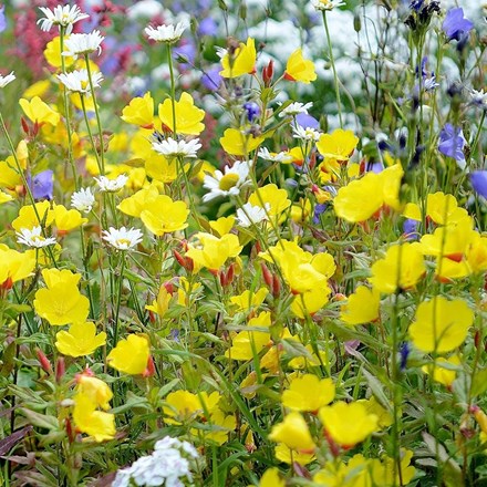Oenothera biennis | Evening Primrose