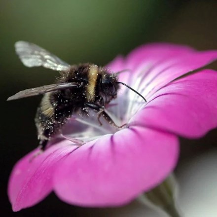 Agrostemma githago | Corn Cockle