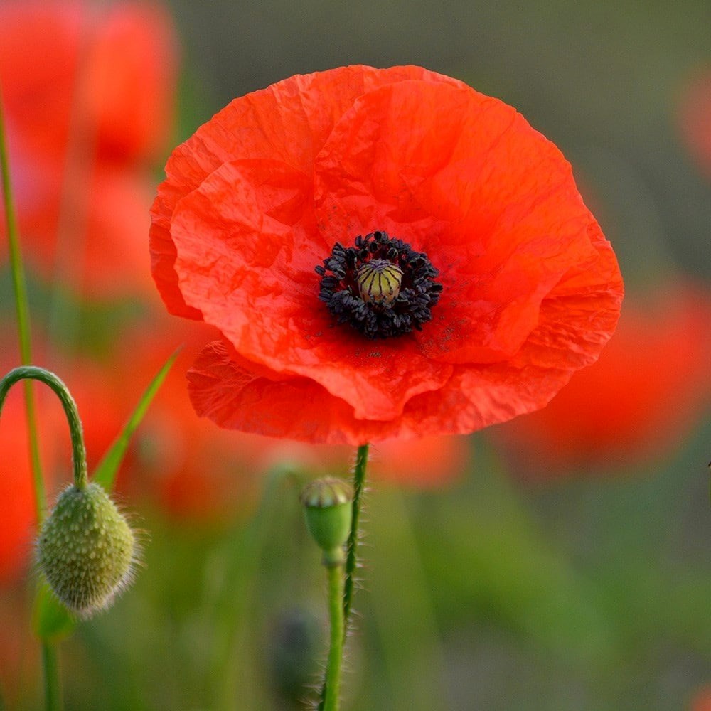 Papaver Rhoeas | Common Poppy