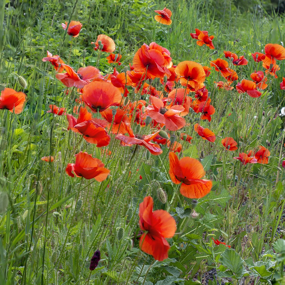 Papaver Rhoeas | Common Poppy