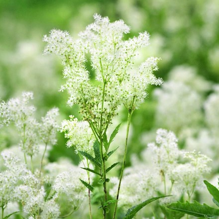 Filipendula ulmaria | Meadowsweet | approx 75 seeds