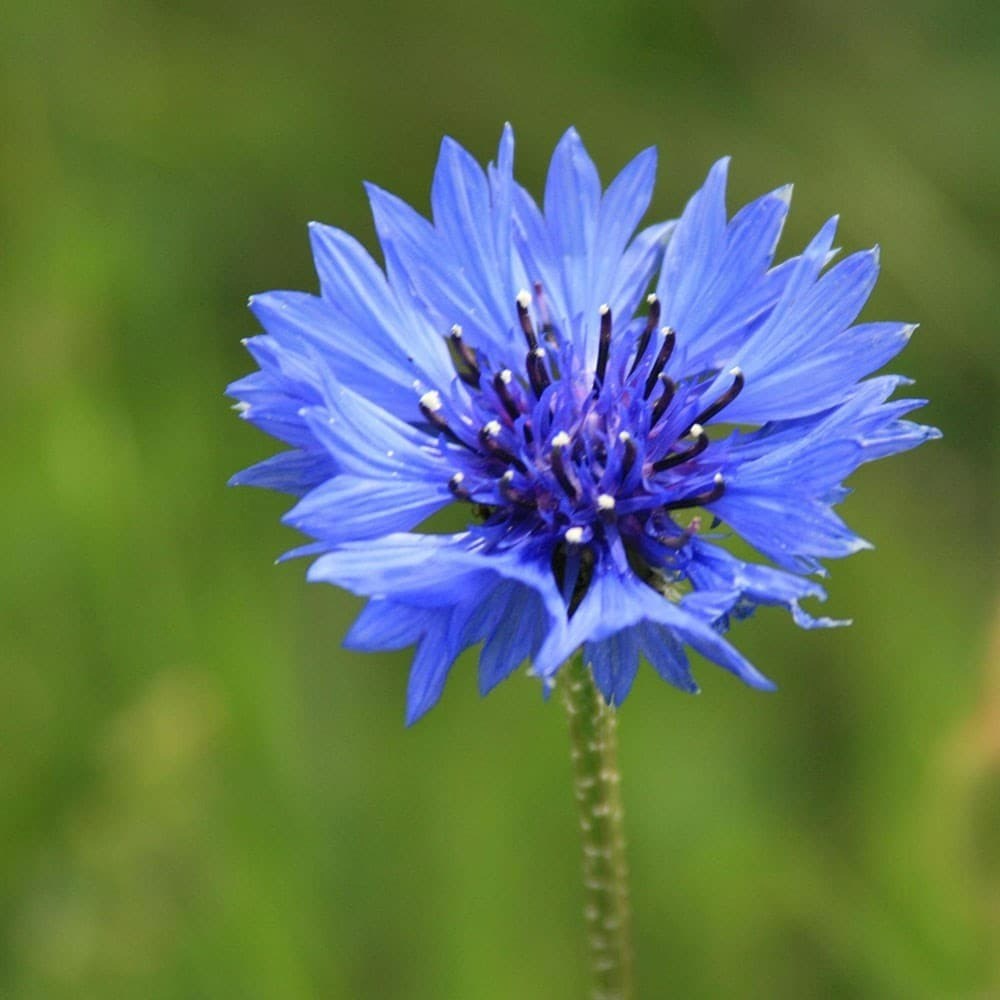 Centaurea Cyanus | Cornflower