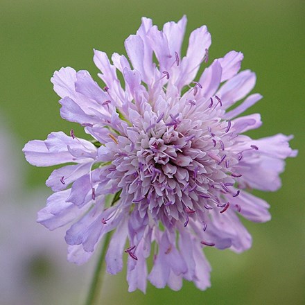 Knautia arvensis | Field Scabious