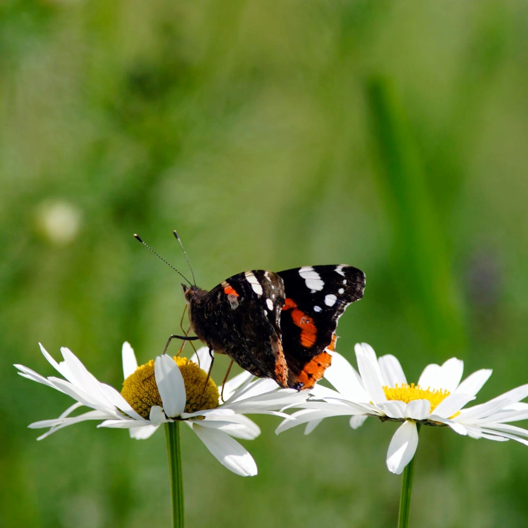 Leucanthemum Vulgare | Ox-Eye Daisy