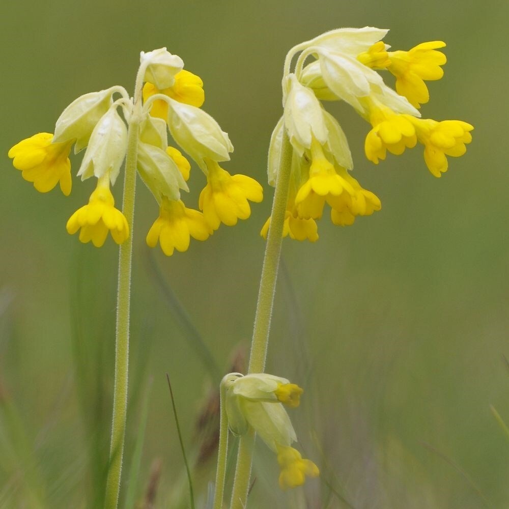 Primula Veris | Cowslip