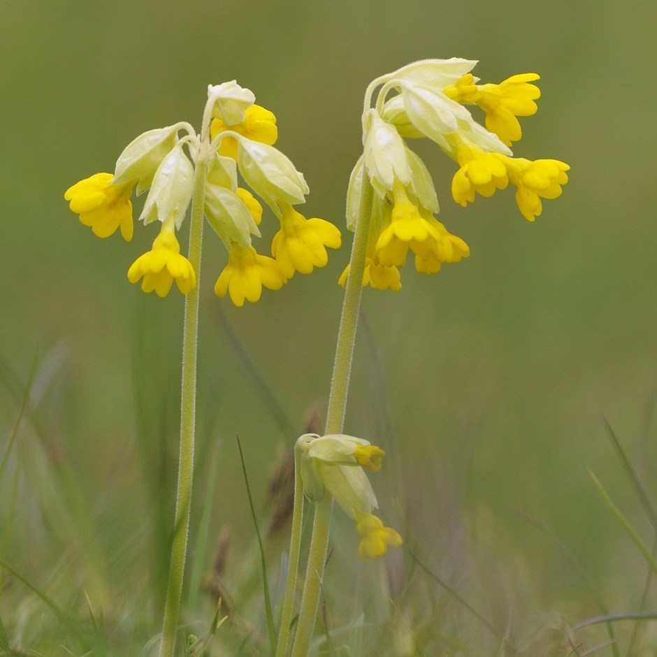 Primula Veris | Cowslip
