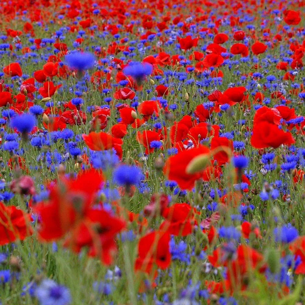 Poppy Field Annual Wildflower Seed Collection