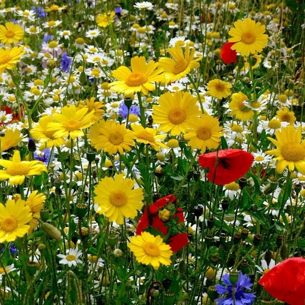 Cornfield Wildflower Seed Collection
