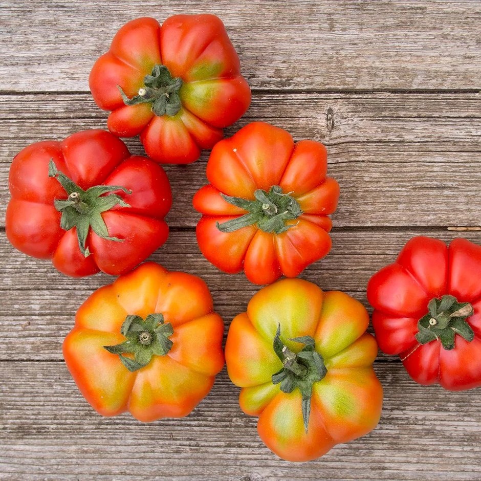 Tomato Costoluto Fiorentino | Beefsteak Tomato