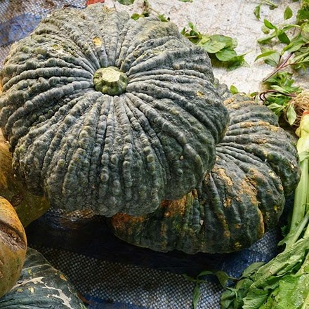 Pumpkin Marina di Chioggia | Squash
