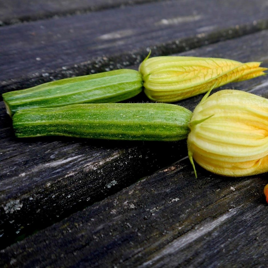 Courgette Romanesco | Zucchini
