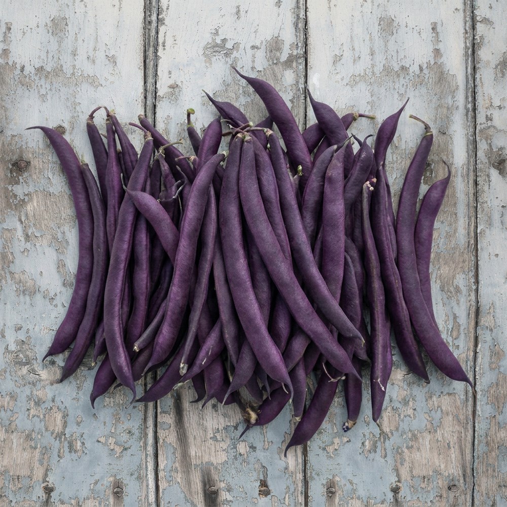 Climbing French Bean Trionfo Violetto