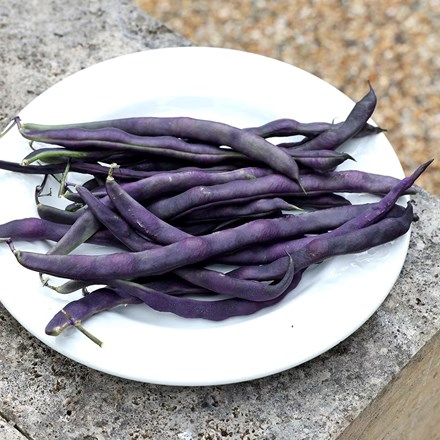 Climbing French Bean Trionfo Violetto