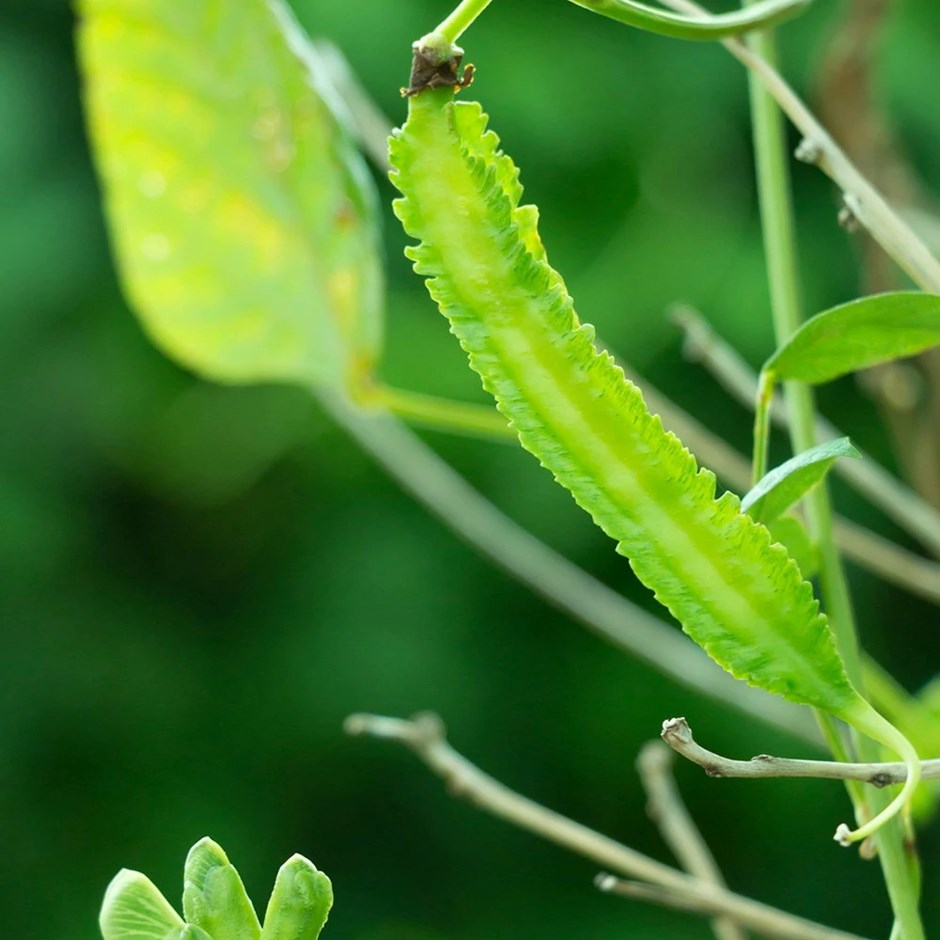 Asparagus pea | Lotus tetragonolobus