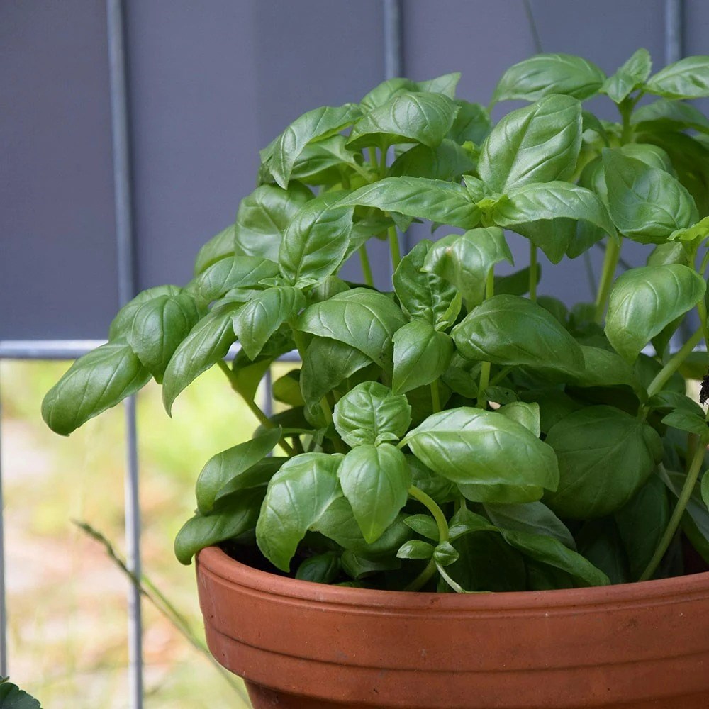 Basil Presto Genovese | Sweet Basil