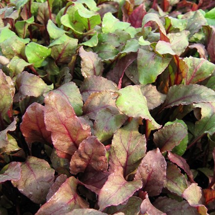 Beetroot Bulls Blood | Beta vulgaris / Beet Leaves | approx 80 seeds