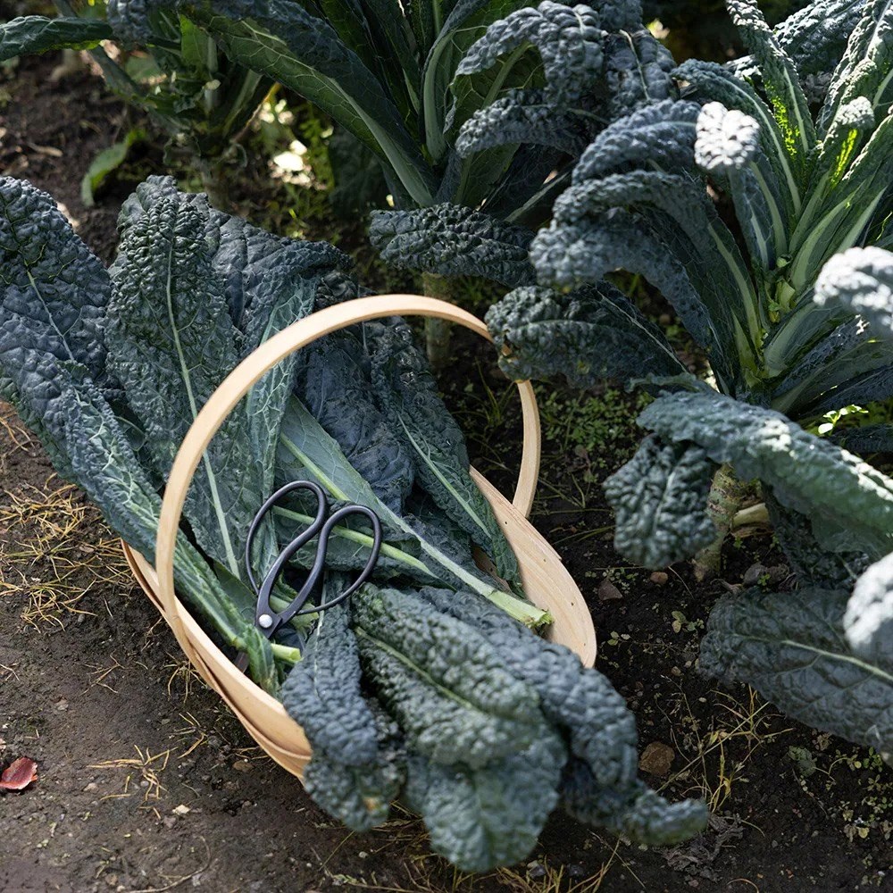 Kale Nero Di Toscana | Italian Black Cabbage