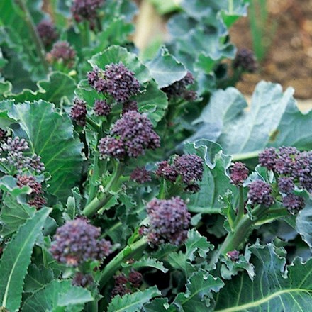 Broccoli Purple Sprouting Early