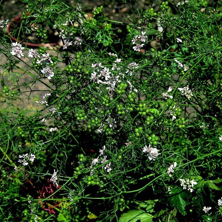 Coriandrum sativum Leisure | Coriander