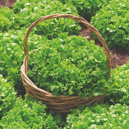Lettuce Salad Bowl | Lettuce Cut and Come Again