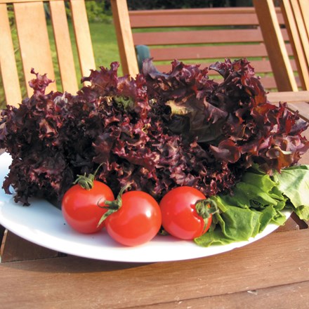 Lettuce Lollo Rossa | Cut and Come Again