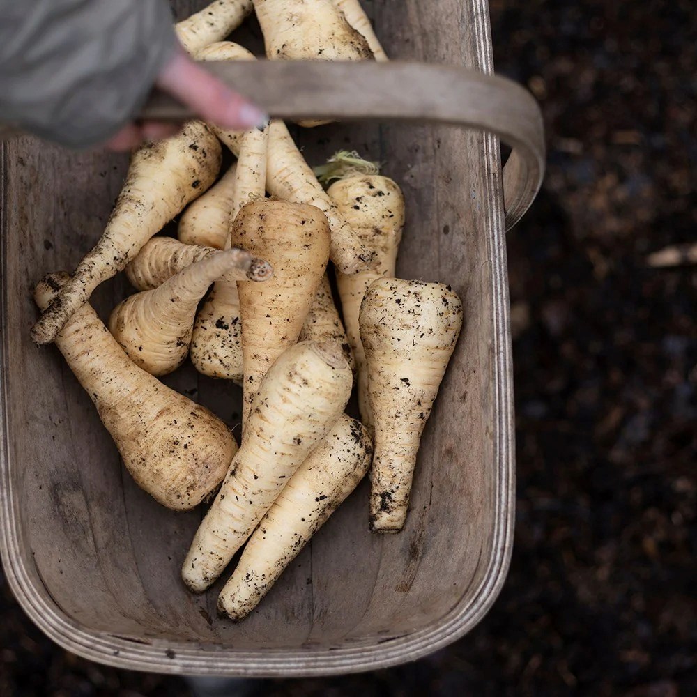 Parsnip Tender and True F1