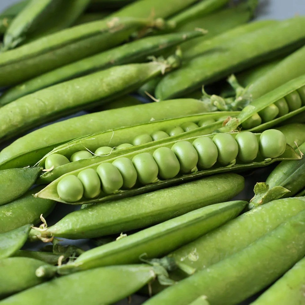 Pea Kelvedon Wonder | Early Pea