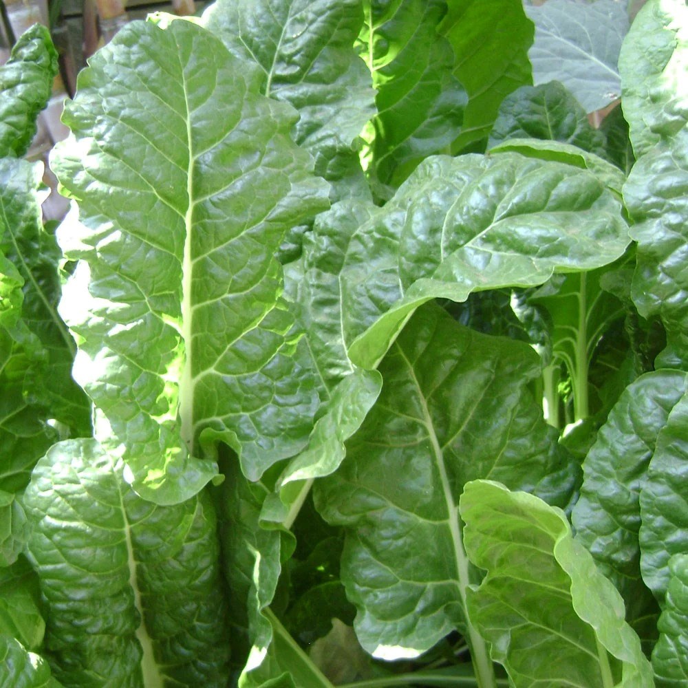 Perpetual Spinach