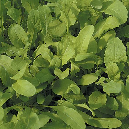 Rocket Salad