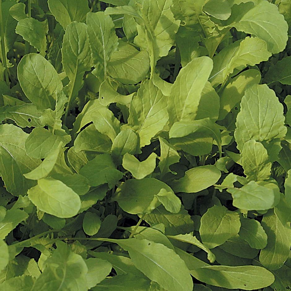 Rocket Salad